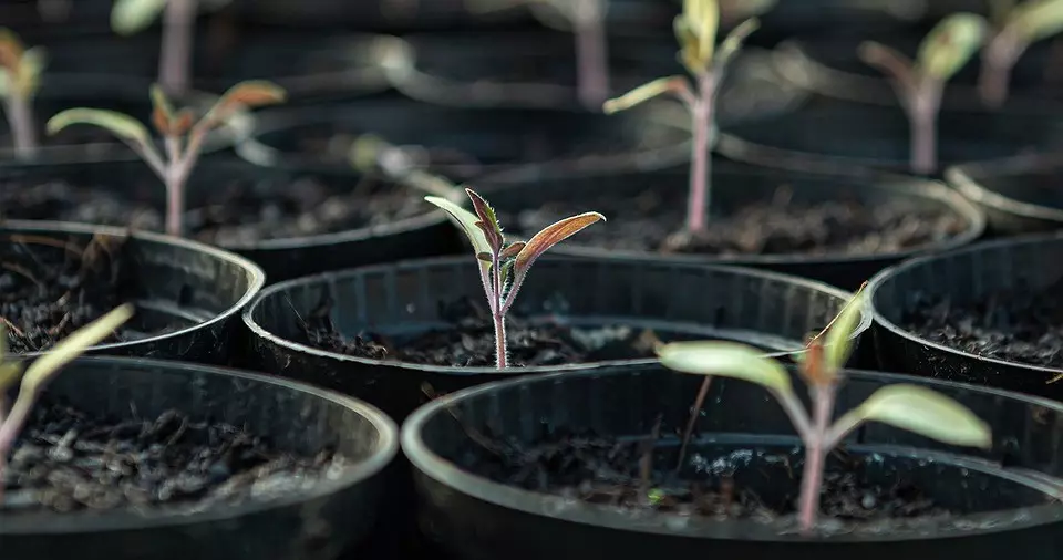 6 legitime manieren om seedlings fergees te krijen foar de tún 2664_7