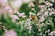 7 naravnih pesticidov za vrt, ki ga lahko naredite sami