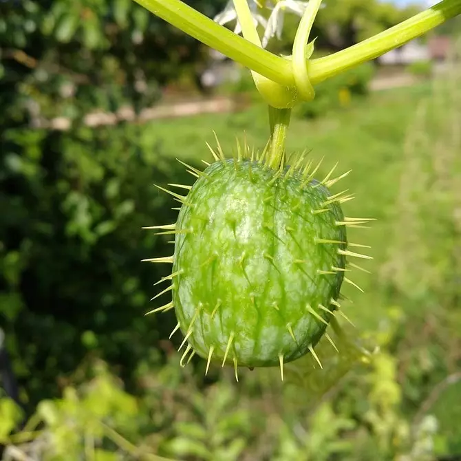 9 plantes inusuals per al vostre lloc que no creixen dels veïns 2697_10