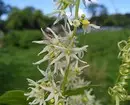 9 Ongebruikelijke planten voor uw site die niet van buren groeien 2697_9