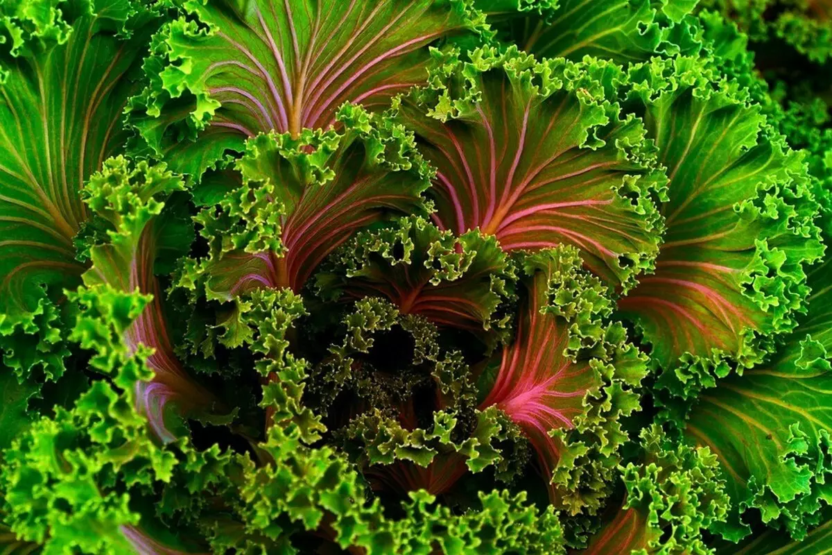 Belle et utile: 10 légumes pouvant être débarqués pour décorer le jardin 2706_12