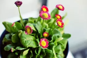 8 натуральних добрив для кімнатних квітів, які є на вашій кухні 2721_1