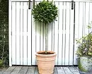 8 δέντρα που μπορούν να αυξηθούν στο σπίτι στο μπαλκόνι ή τη βεράντα 2733_3