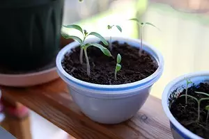 Bagaimana untuk membuat rak untuk anak benih di tingkap Lakukan sendiri: 2 Arahan Mudah 2751_1