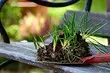 Към жребеца на градинаря: какво може да бъде засадено през юли