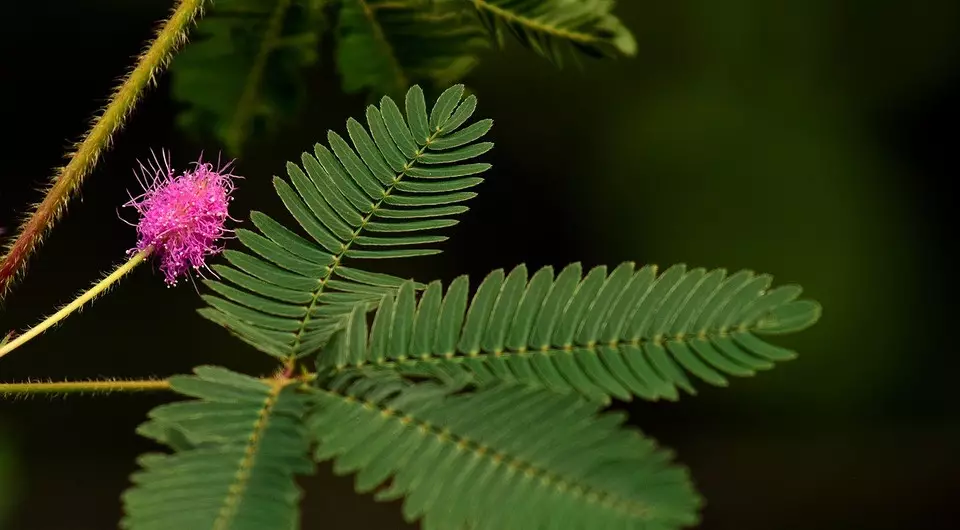 El que no es pot plantar a la trama: 12 plantes prohibides per la llei 2757_18