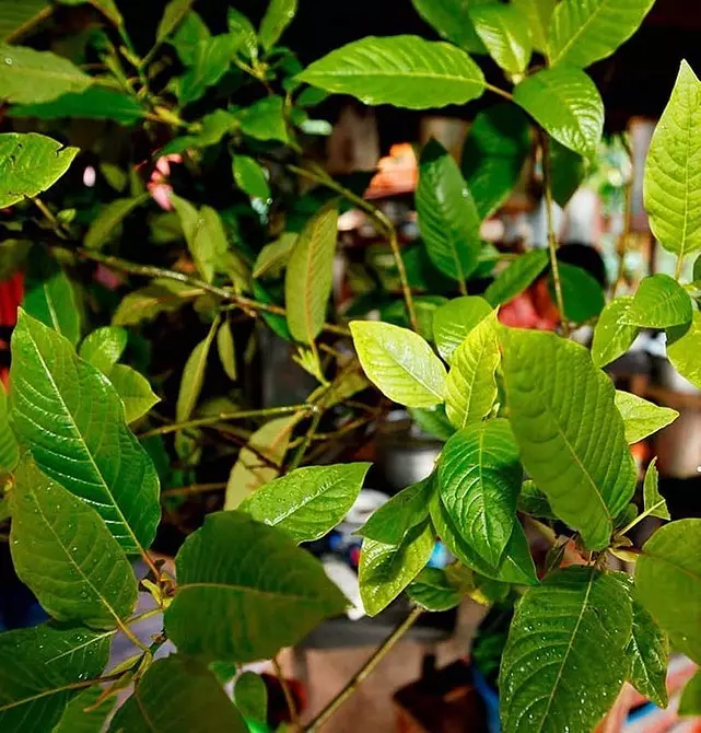 Lo que no se puede plantar en la parcela: 12 plantas prohibidas por la ley. 2757_23