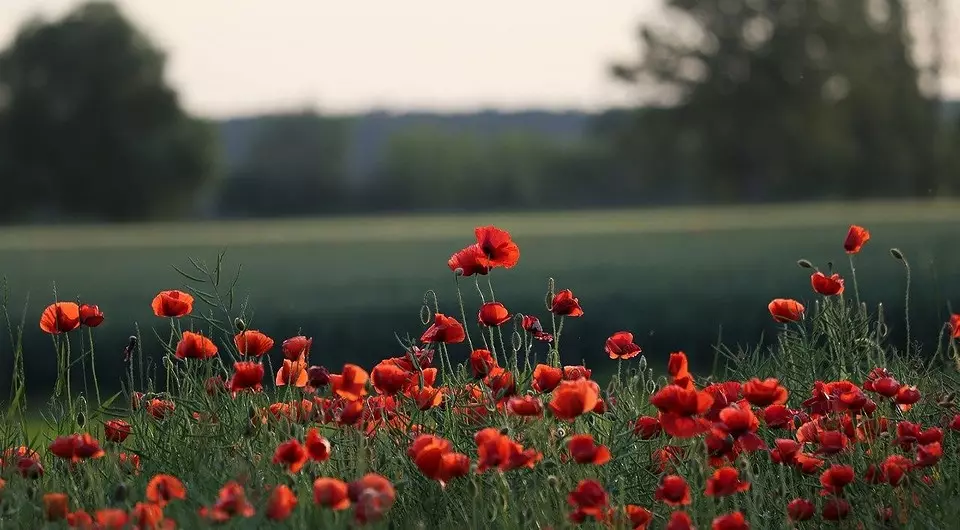 Hvad kan ikke plantes på plottet: 12 planter forbudt ved lov 2757_3