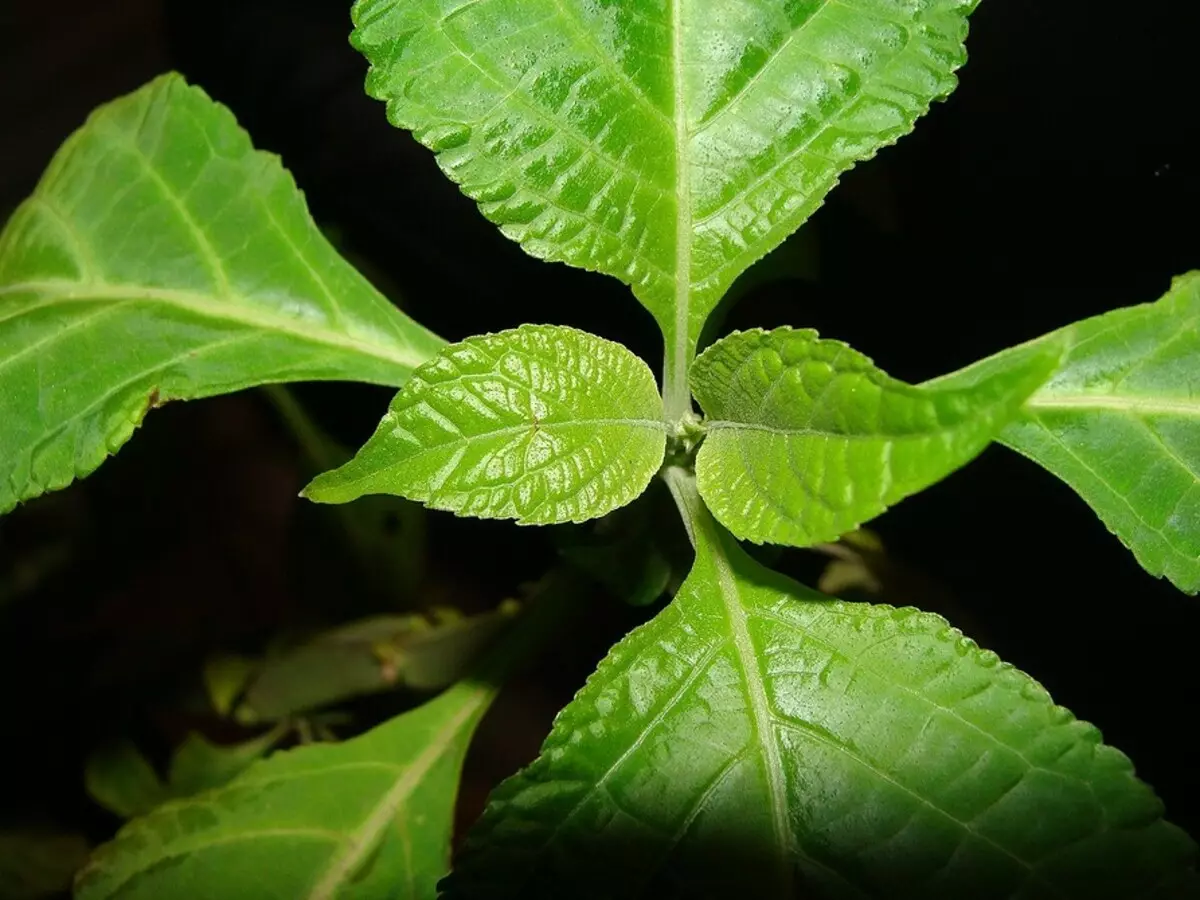 Hvad kan ikke plantes på plottet: 12 planter forbudt ved lov 2757_32