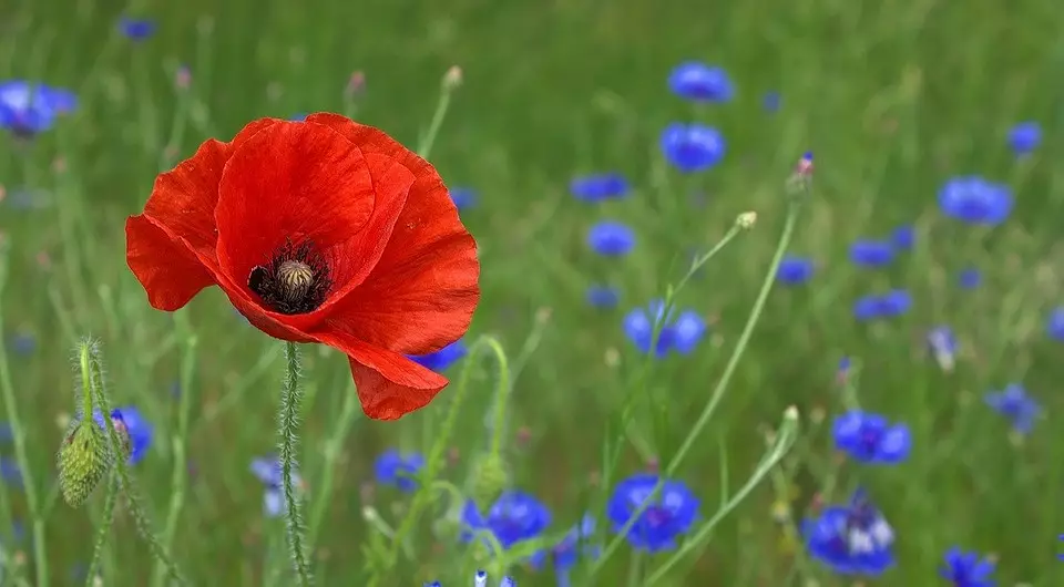 Hvad kan ikke plantes på plottet: 12 planter forbudt ved lov 2757_5