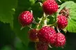 6 arbustos de berry sen pretensións que aínda ten tempo para poñer
