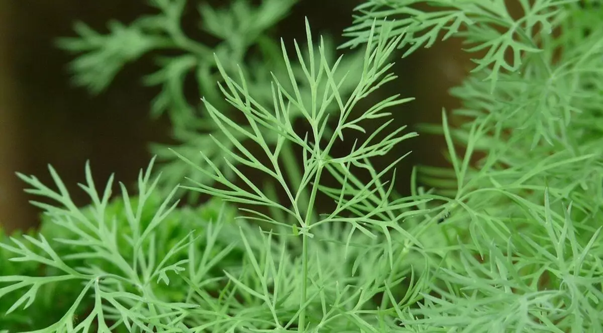 プロットに植えられていない8個の食用プラント 2760_7