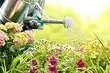Müxtəlif növ bitkiləri sulandırmaq daha yaxşıdır: 8 populyar bitki üçün mükəmməl vaxt