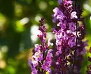 Ongebruikelijke bloemen voor uw tuin: 7 variëteiten die u niet zult zien van de buren 27920_10