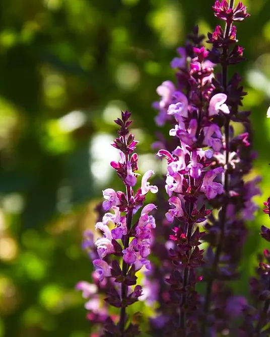 Flors inusuals per al vostre jardí: 7 varietats que no veureu des dels veïns 27920_13