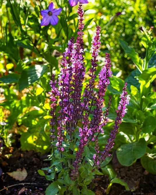 Flors inusuals per al vostre jardí: 7 varietats que no veureu des dels veïns 27920_14