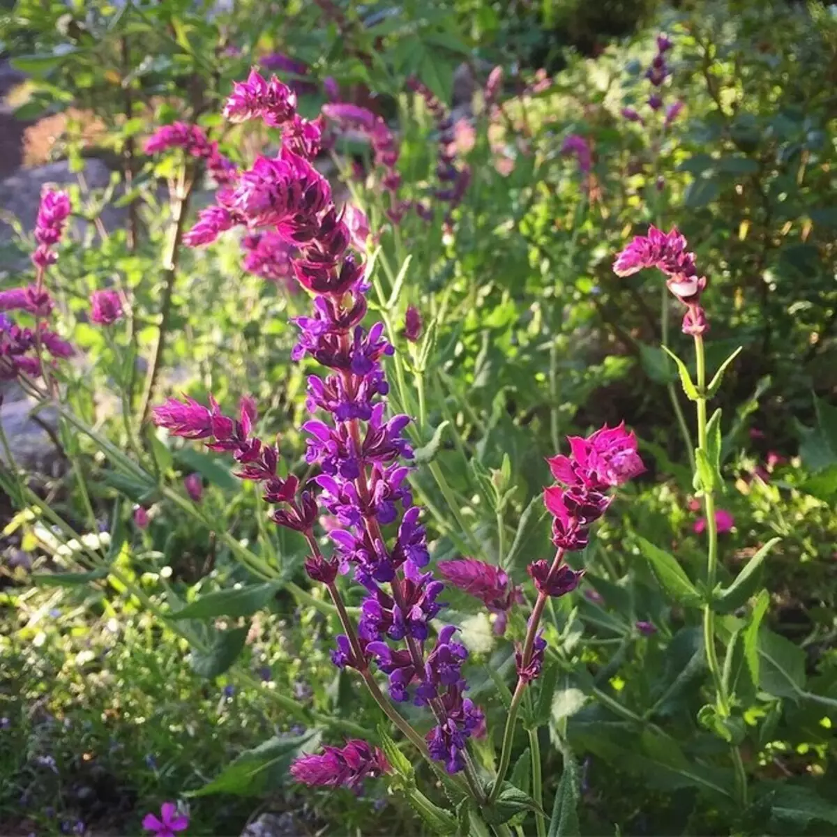 Neparasti ziedi jūsu dārzam: 7 šķirnes, kuras jūs neredzēsiet no kaimiņiem 27920_15