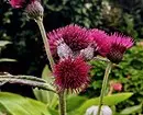 Ongebruikelijke bloemen voor uw tuin: 7 variëteiten die u niet zult zien van de buren 27920_17