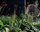 Ongebruikelijke bloemen voor uw tuin: 7 variëteiten die u niet zult zien van de buren 27920_18