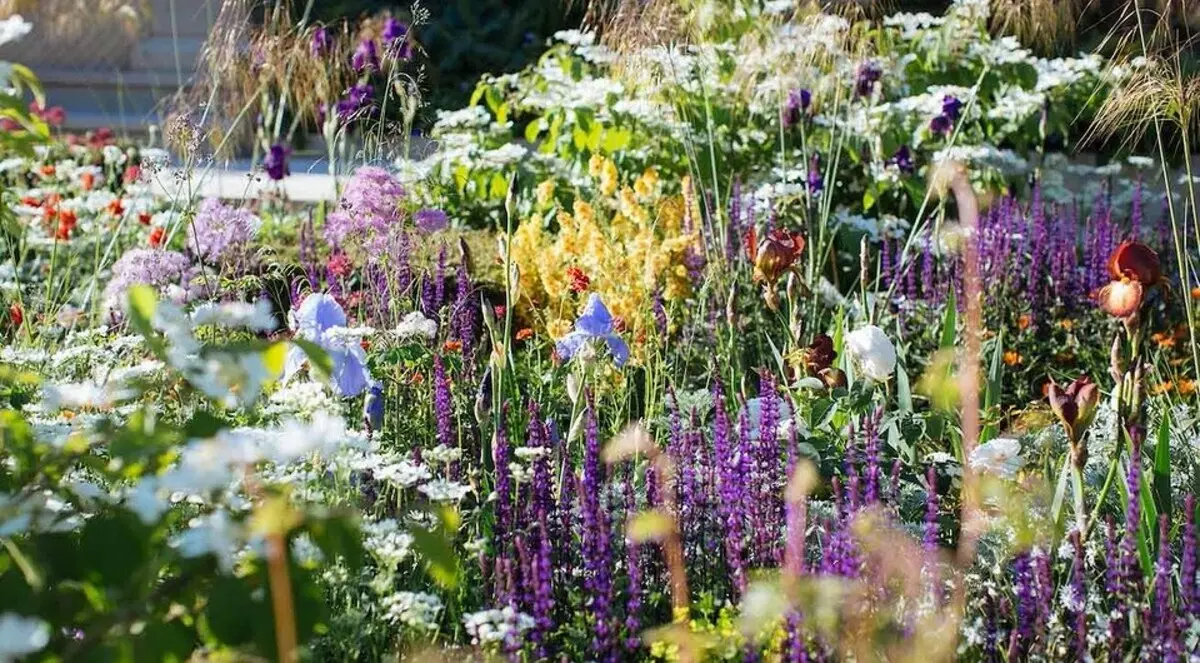 Ongebruikelijke bloemen voor uw tuin: 7 variëteiten die u niet zult zien van de buren
