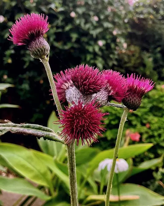 Ongebruikelijke bloemen voor uw tuin: 7 variëteiten die u niet zult zien van de buren 27920_20