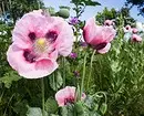 Neparasti ziedi jūsu dārzam: 7 šķirnes, kuras jūs neredzēsiet no kaimiņiem 27920_24