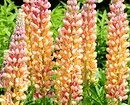 Flors inusuals per al vostre jardí: 7 varietats que no veureu des dels veïns 27920_31