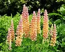 Flors inusuals per al vostre jardí: 7 varietats que no veureu des dels veïns 27920_32