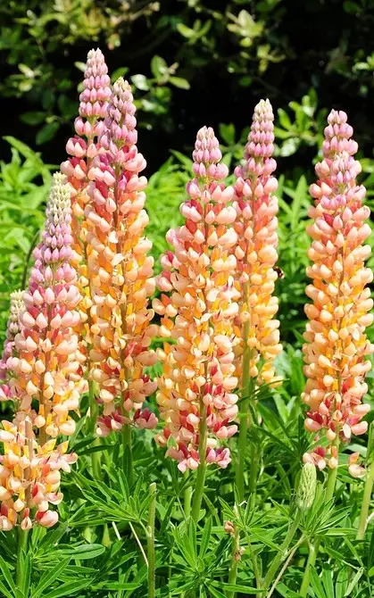 Flors inusuals per al vostre jardí: 7 varietats que no veureu des dels veïns 27920_33