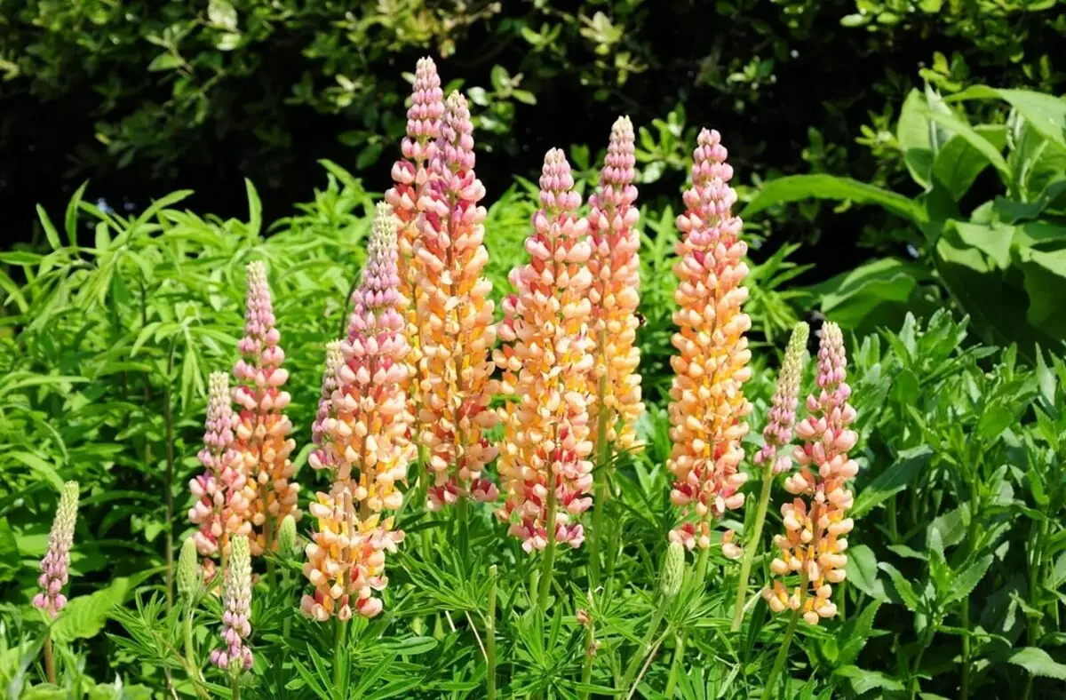 Ongebruikelijke bloemen voor uw tuin: 7 variëteiten die u niet zult zien van de buren 27920_34