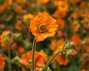 Flors inusuals per al vostre jardí: 7 varietats que no veureu des dels veïns 27920_36