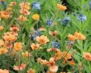 Ongebruikelijke bloemen voor uw tuin: 7 variëteiten die u niet zult zien van de buren 27920_38