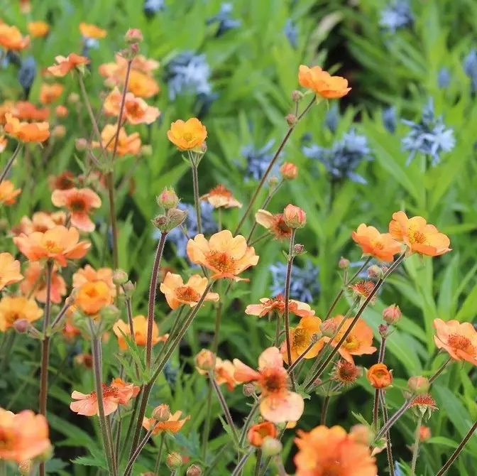 Neparasti ziedi jūsu dārzam: 7 šķirnes, kuras jūs neredzēsiet no kaimiņiem 27920_41