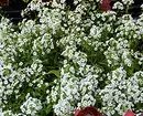 Flors inusuals per al vostre jardí: 7 varietats que no veureu des dels veïns 27920_43