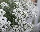 Uvanlige blomster for hagen din: 7 varianter som du ikke vil se fra naboene 27920_44