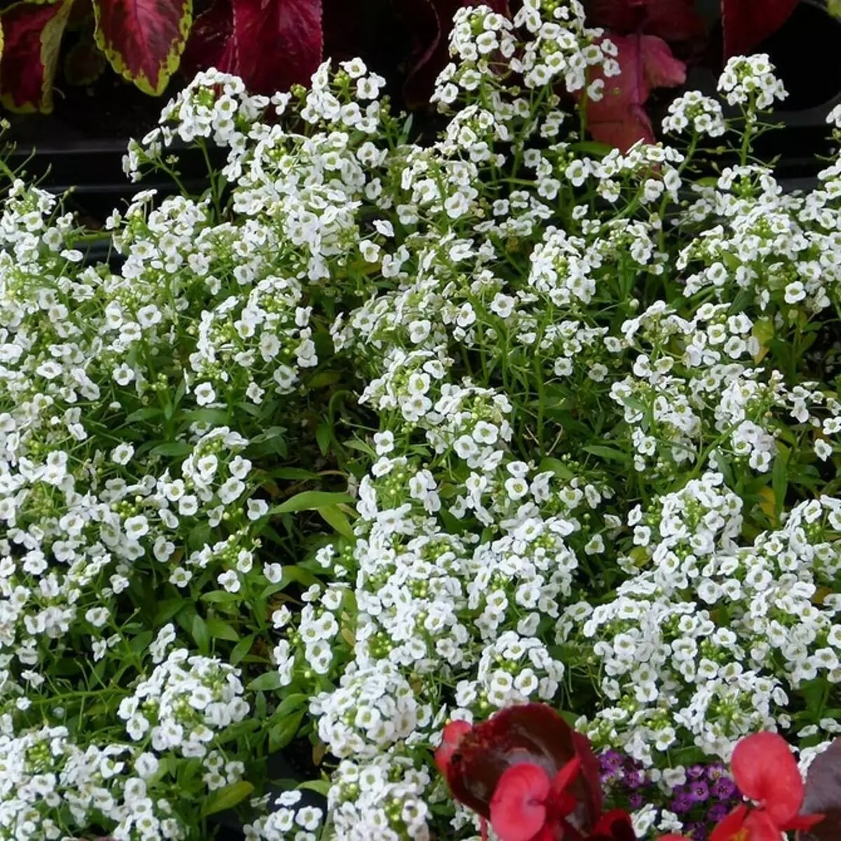 Neparasti ziedi jūsu dārzam: 7 šķirnes, kuras jūs neredzēsiet no kaimiņiem 27920_46