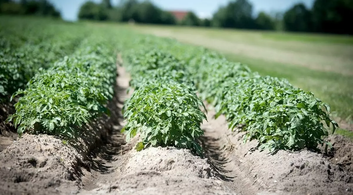 Á muesca do xardineiro: o que se pode plantar en xullo 2832_11