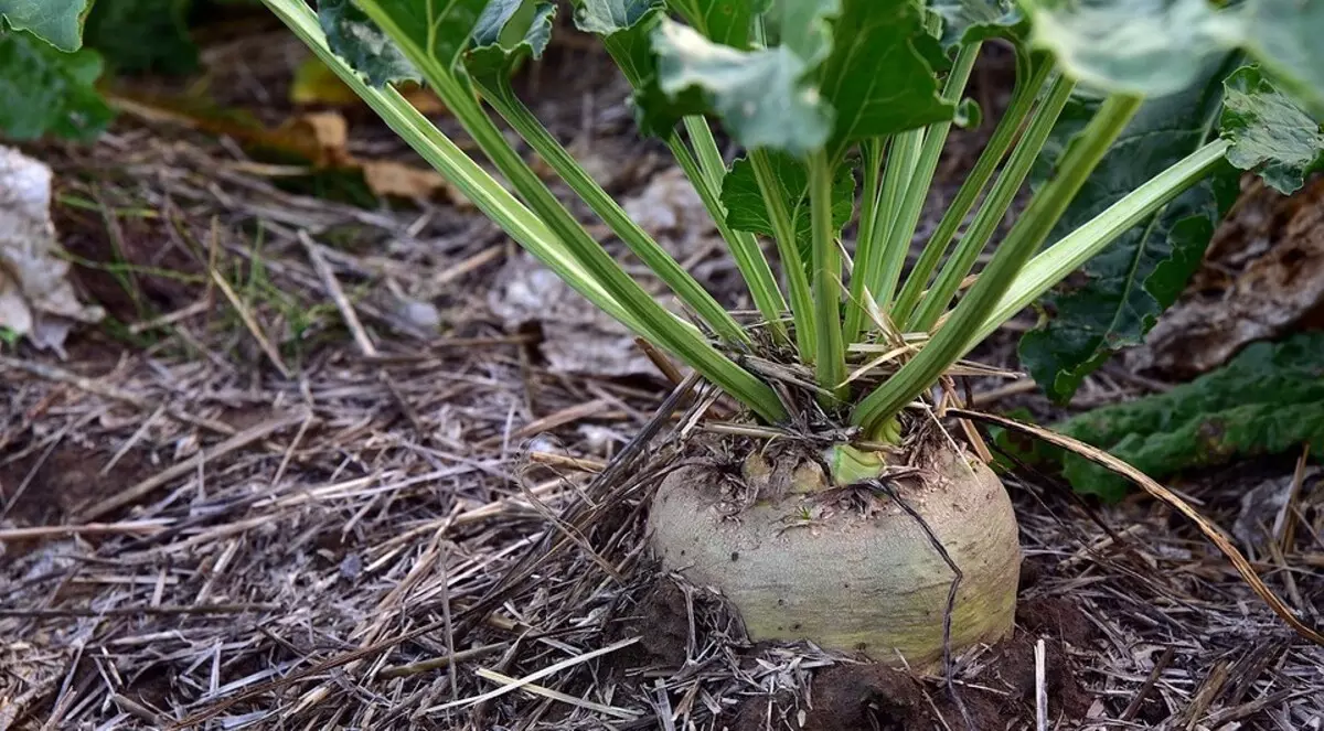 Ka kiyeu kebon: naon anu tiasa dipelak dina bulan Juli 2832_12