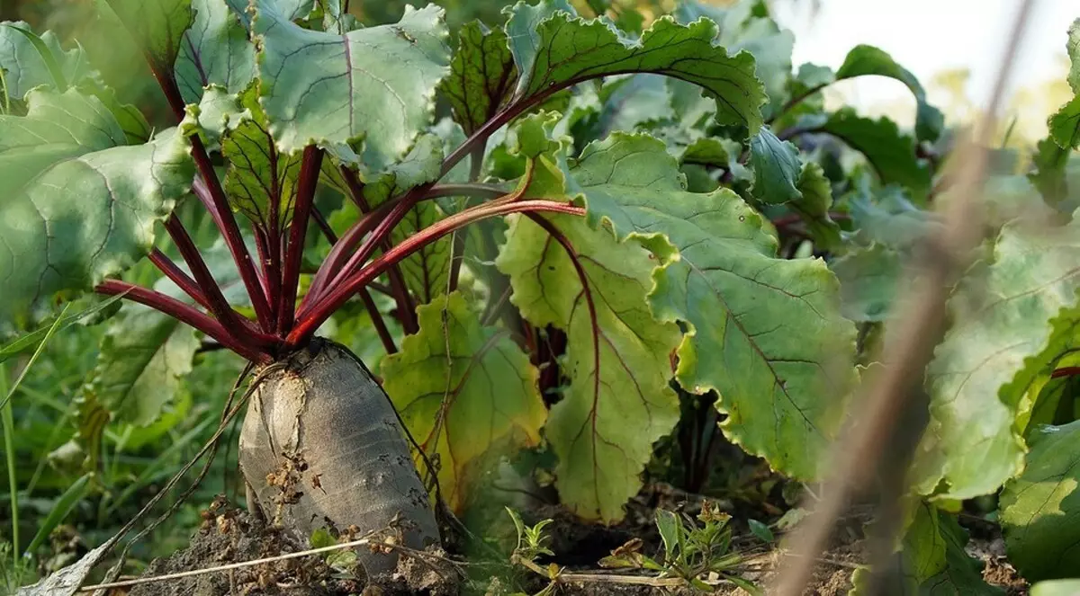 Alla tacca del giardiniere: cosa può essere piantato a luglio 2832_13