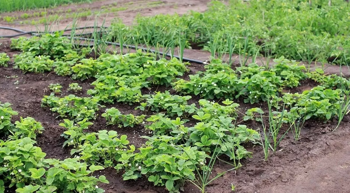 Kepada kedudukan tukang kebun: apa yang boleh ditanam pada bulan Julai 2832_16