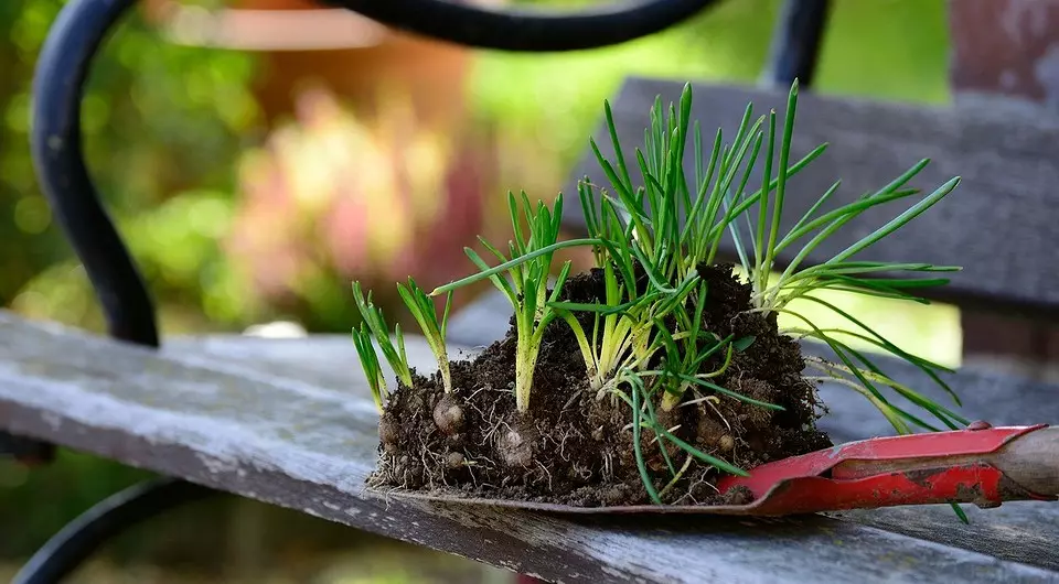 Al la noĉo de la ĝardenisto: kio povas esti plantita en julio