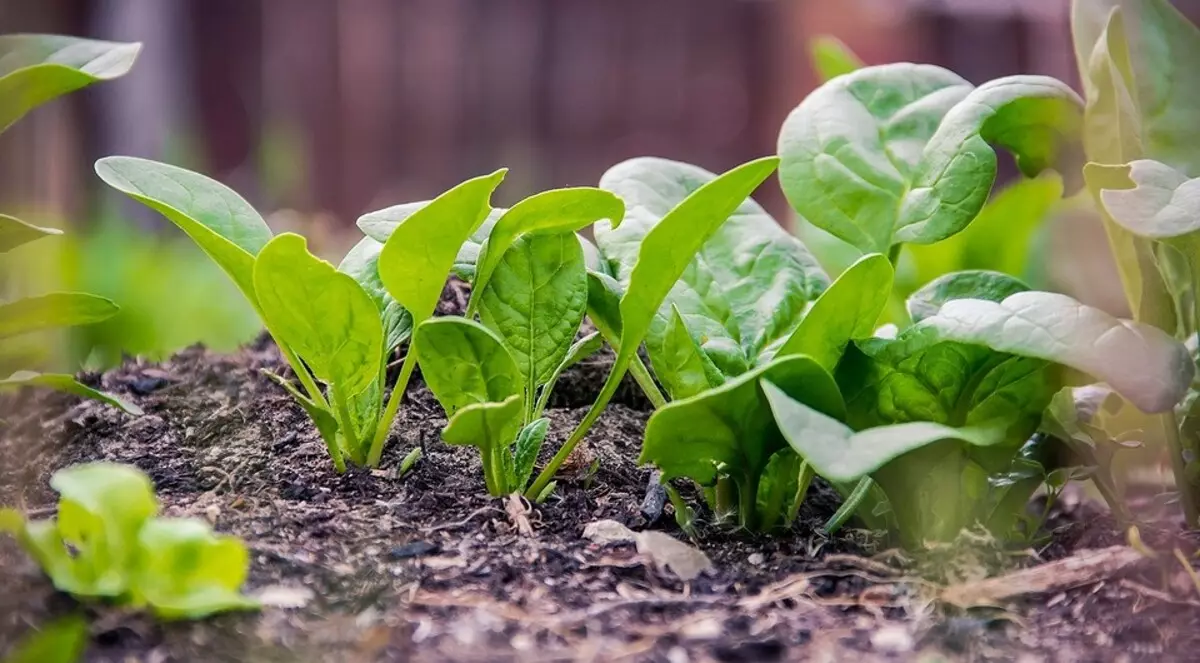 To the notch of the gardener: what can be planted in July 2832_4