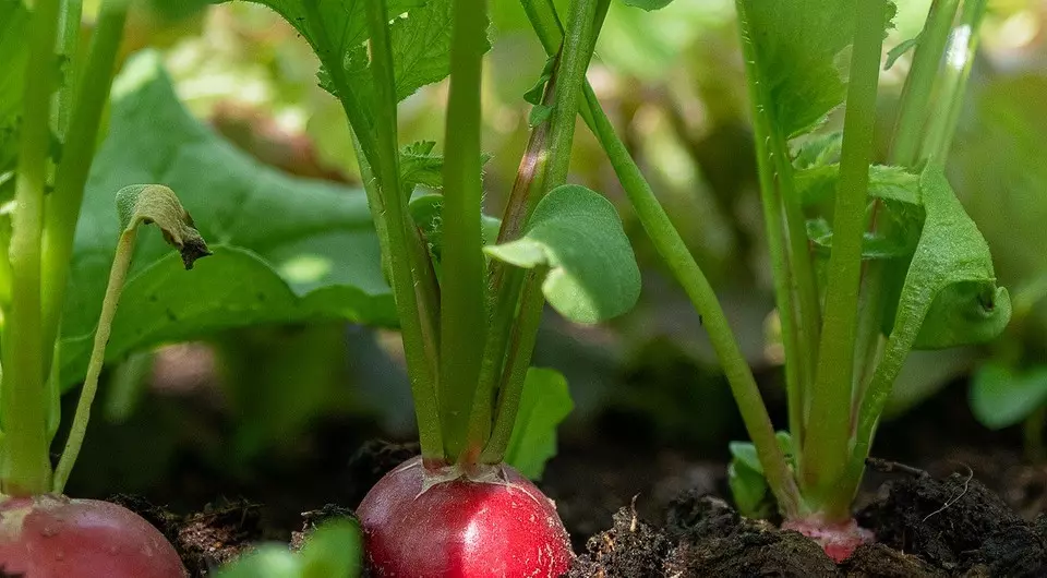 Tot die kerf van die tuinier: wat kan in Julie geplant word 2832_9