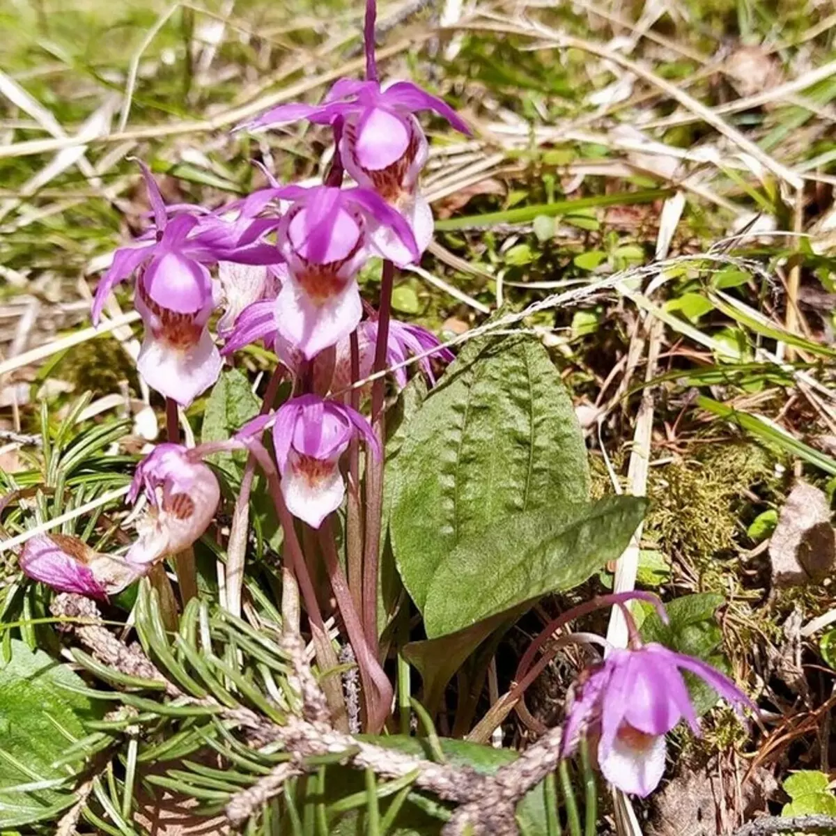 7 შესაფერისი მცენარეები ჭარბტენიანი (იზრდება, სადაც არ იმედი არ არის!) 2850_17