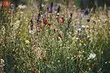 Vi väljer de mest opretentiösa blommorna för stugan: 23 Lämpliga arter