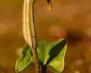 7 Primerne rastline za mokrišča (rastejo, kjer niste upali!) 2850_3