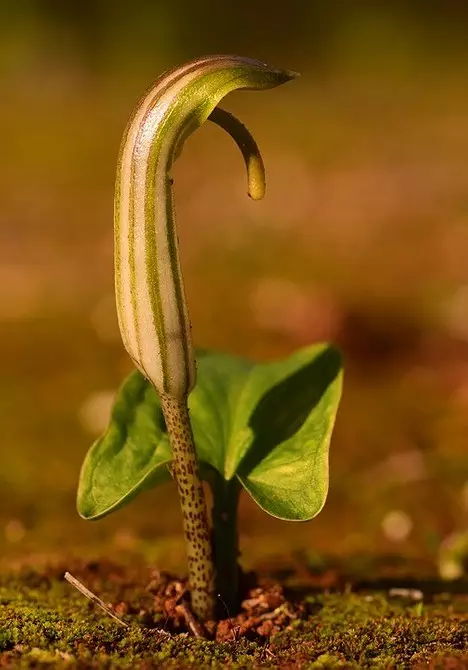 7 Prikladne biljke za močvare (rastu tamo gdje se ne nada!) 2850_5