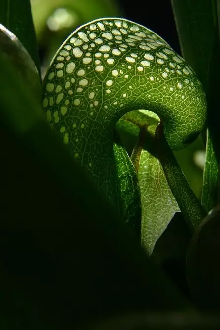 7 geschikte planten voor wetlands (groei waar je niet hoopt!) 2850_6