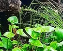 7 צמחים מתאימים עבור ביצות (לגדול לאן לא מקווה!) 2850_9