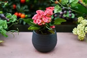 Comment se débarrasser des vers dans des pots de fleurs: un aperçu des techniques efficaces 2856_1